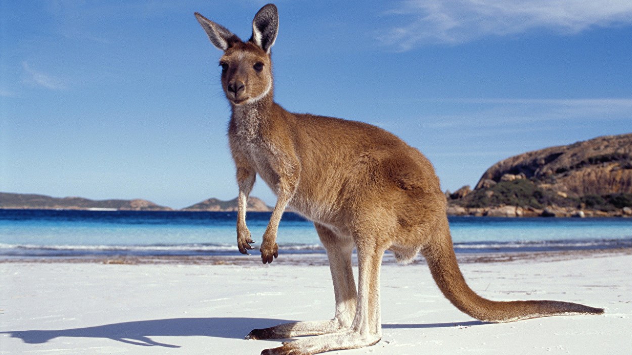 kangourou sur la plage en Australie