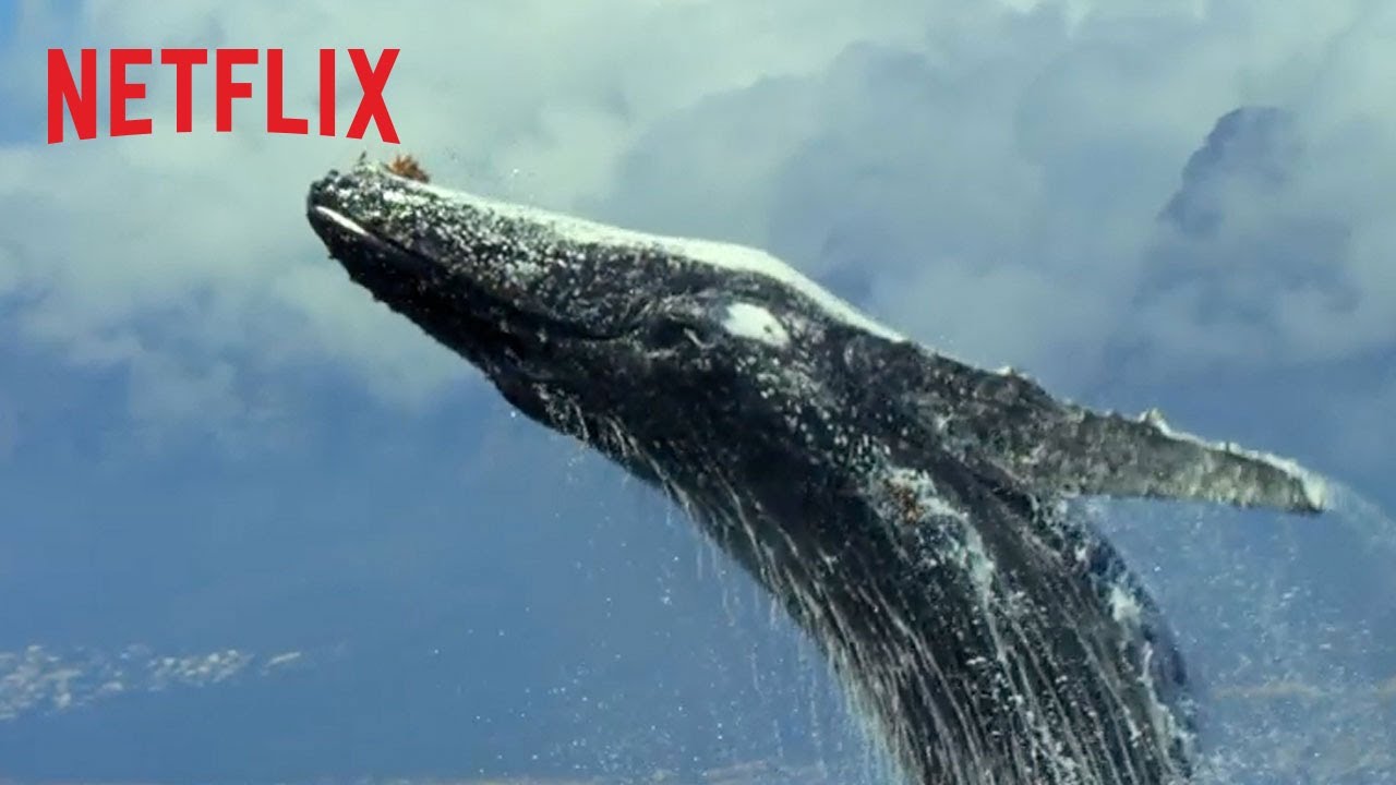 Top 50 Des Meilleurs Documentaires Netflix Voir Absolument Top 50 Des Meilleurs Documentaires Netflix Voir Absolument