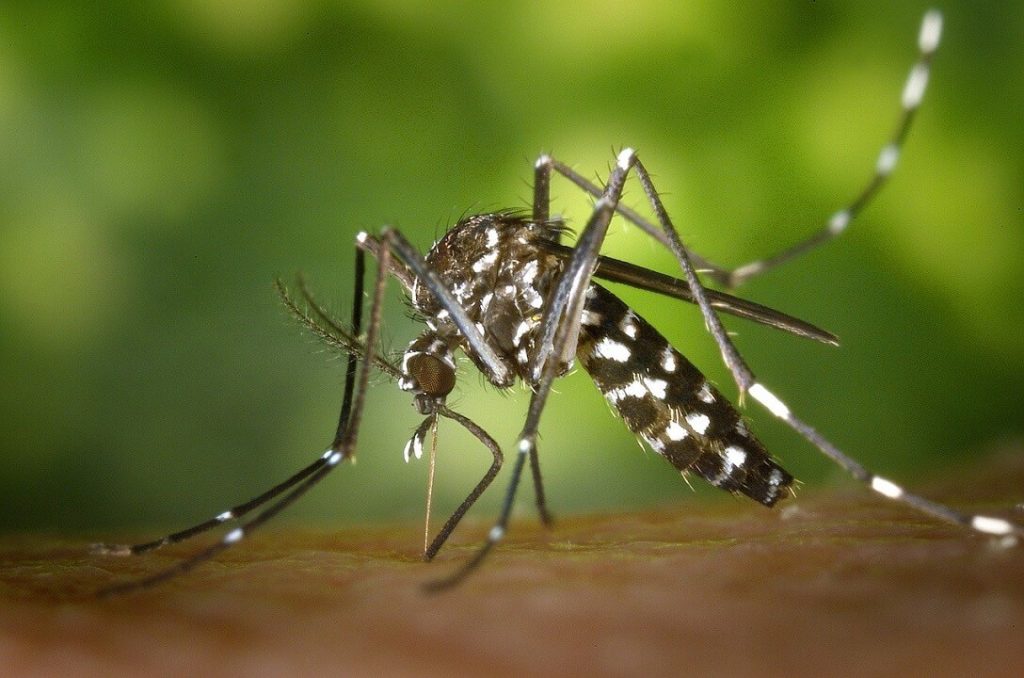 Aedes Aegypti ou moustique tigre