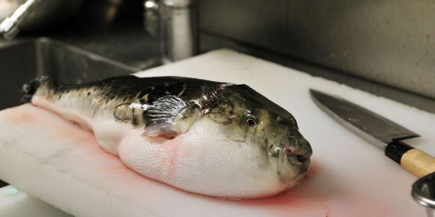 Japon-fugu-poisson