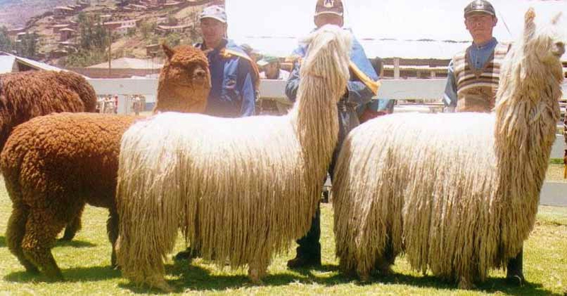 Laine d'alpaga douce et chaude