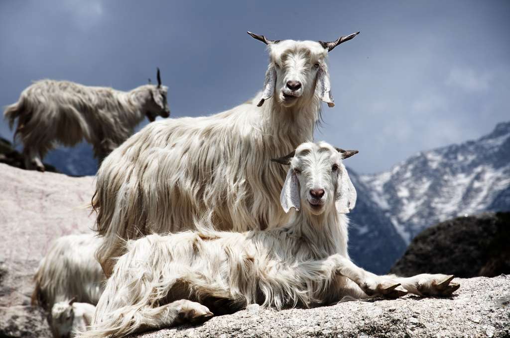 Chèvre cachemire et textile
