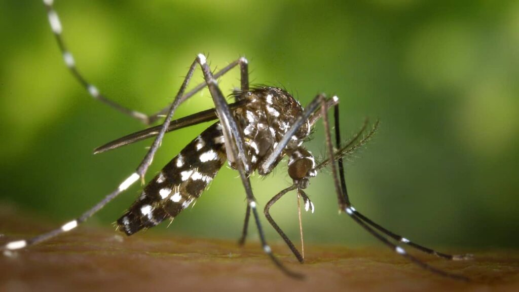Un moustique, un insecte dangereux