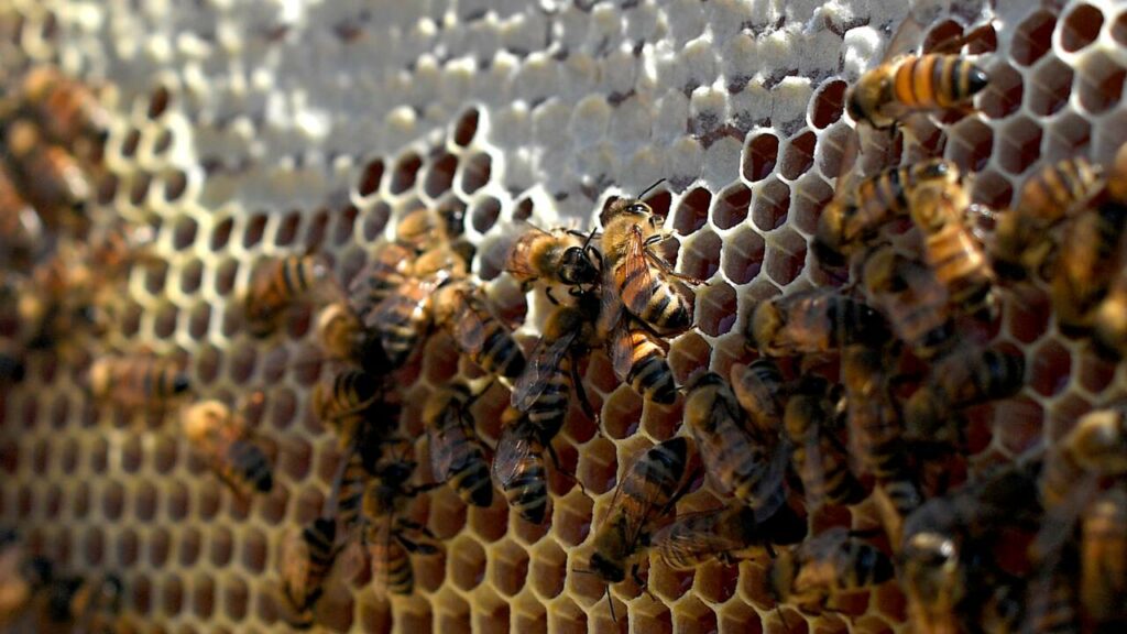 abeilles-trypophobie