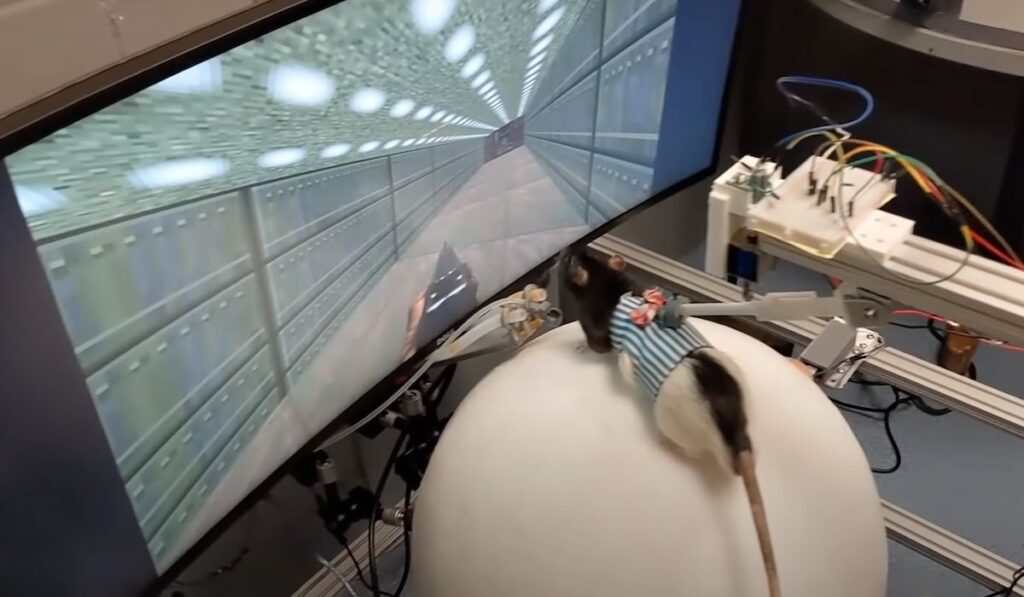 viktor toth neuro ingenieur apprend rat jeu video doom 2