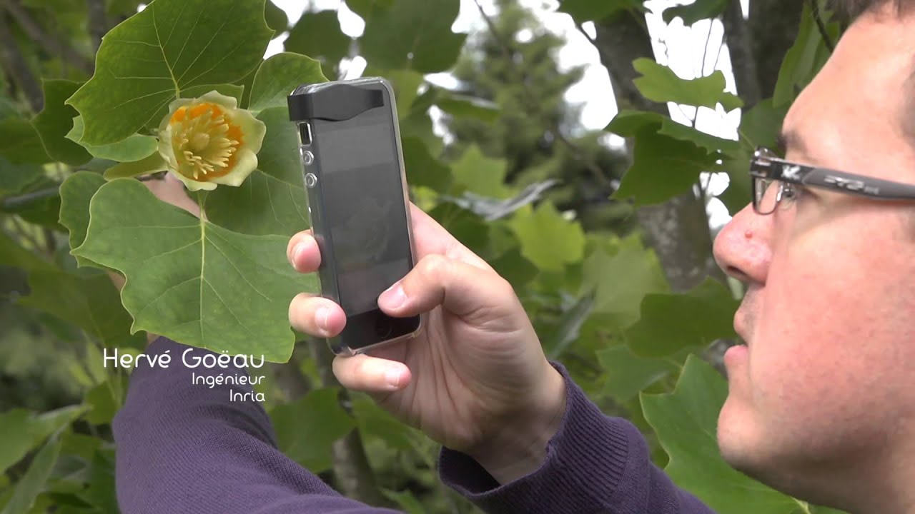 Quelle application gratuite pour reconnatre les plantes ?