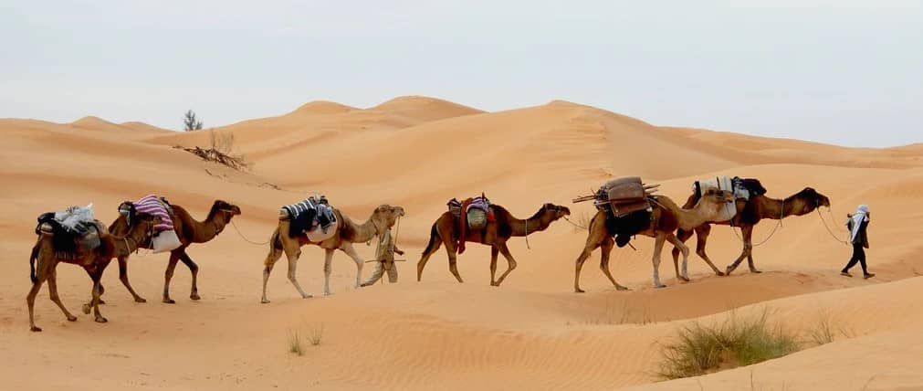 Faire une balade en dromadaire dans le désert en Tunisie