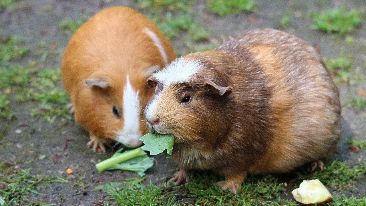 How old is the guinea pig?