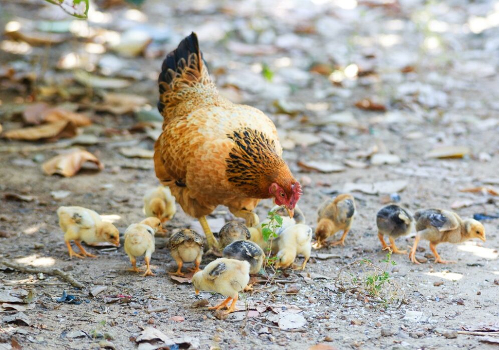 la poule protege ses poussins car ils sont fragiles