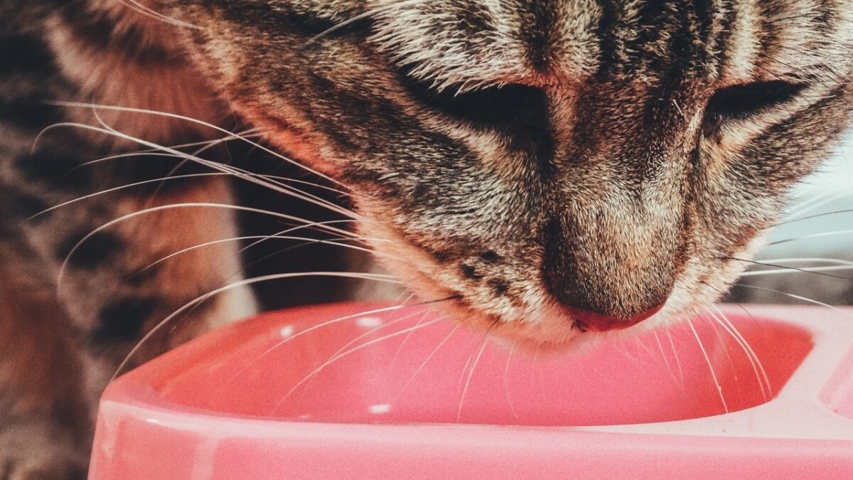 Combien de temps un chat peut rester sans manger ou boire
