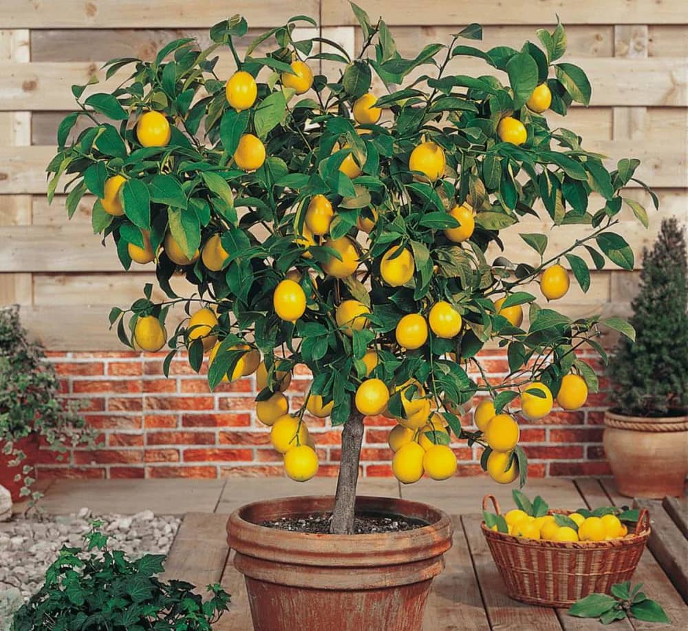 Entretien du citronnier plantation, taille et conseils jardinage — free download