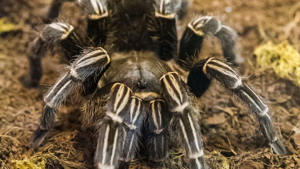 spiders growing terrariums fear arachnophobia science