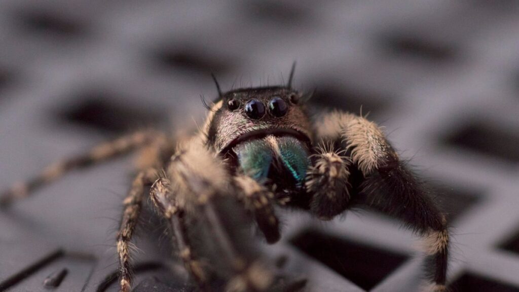 spiders growing terrariums fear arachnophobia science