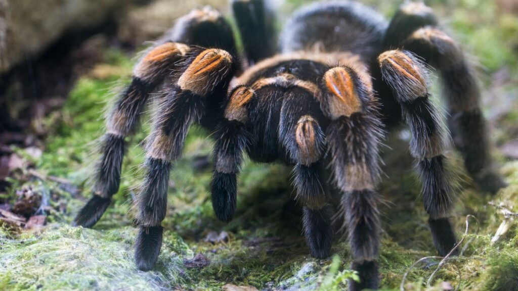 raignées élevage terrarium peur arachnophobie science