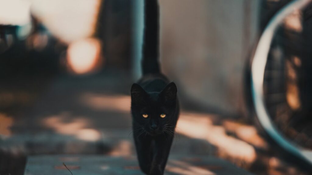 black cat superstition