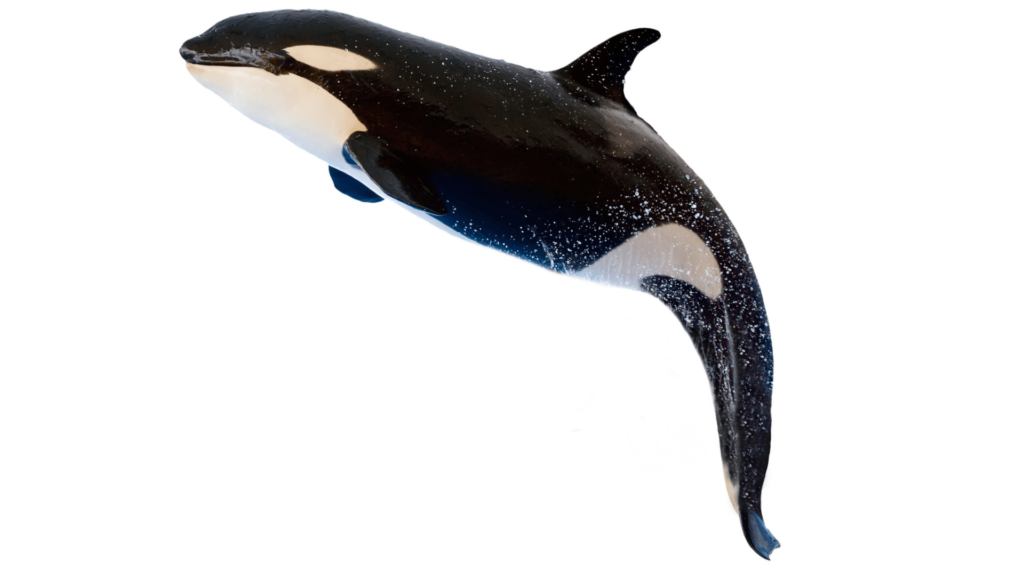 Les orques ne font pas partie des baleines, mais ils ont tout de même reçu le surnom de baleine tueuse.