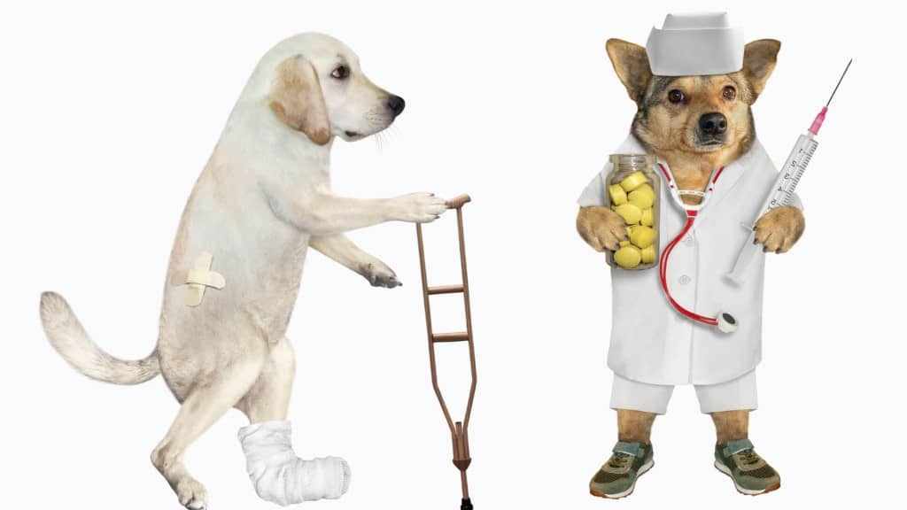 santé du chien consultation chez le vétérinaire