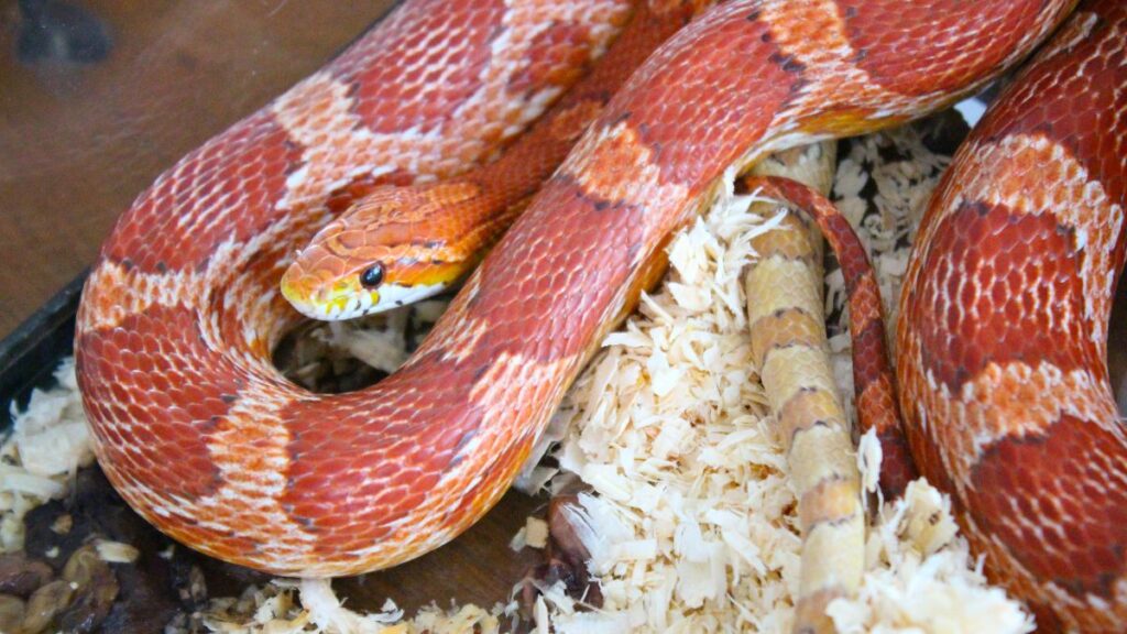 snakes things to know elaphe corn snake