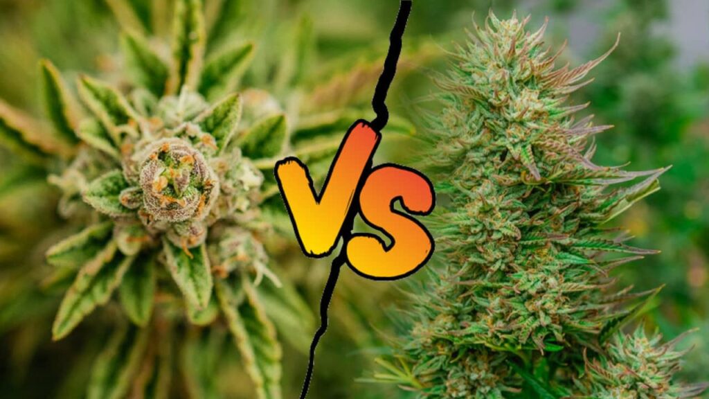 Qu'est ce que le cannabis à autofloraison et différence avec féminisée ?