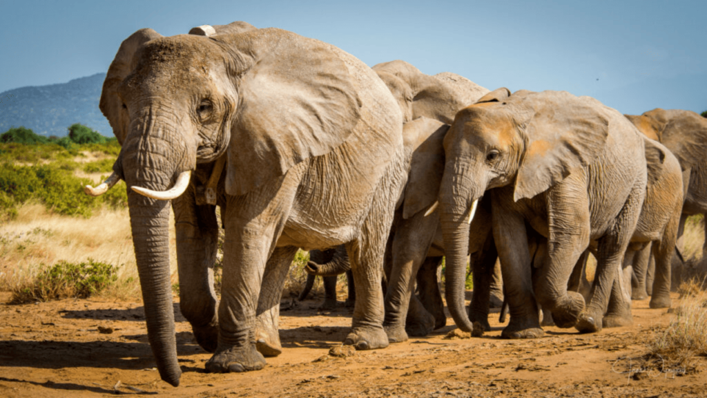 Groupe d'éléphants