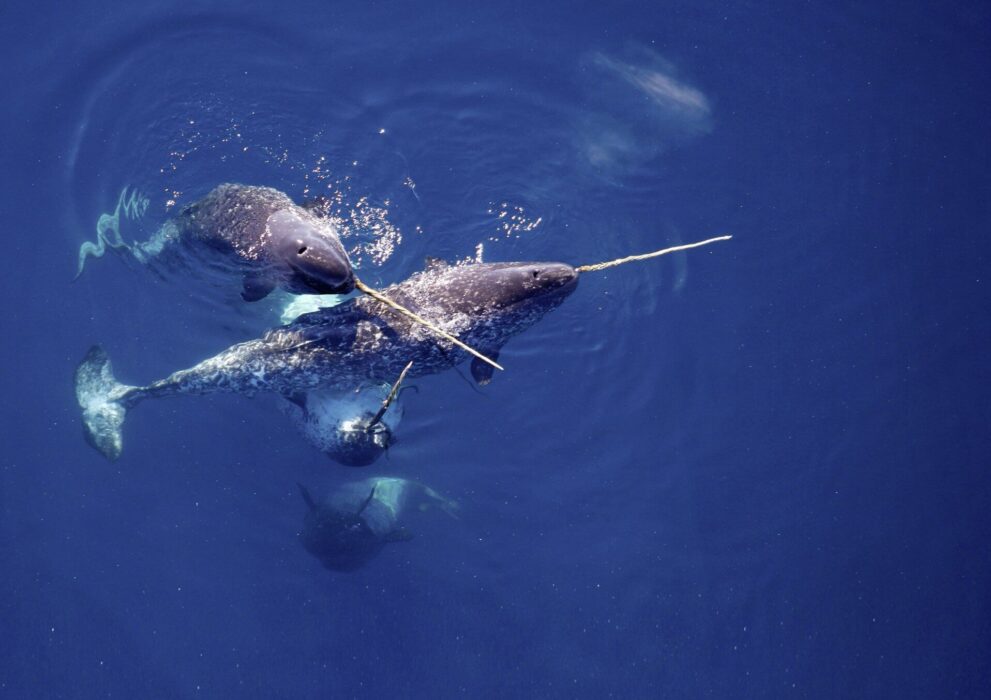 Des licornes de mer, une espèce particulière de baleine