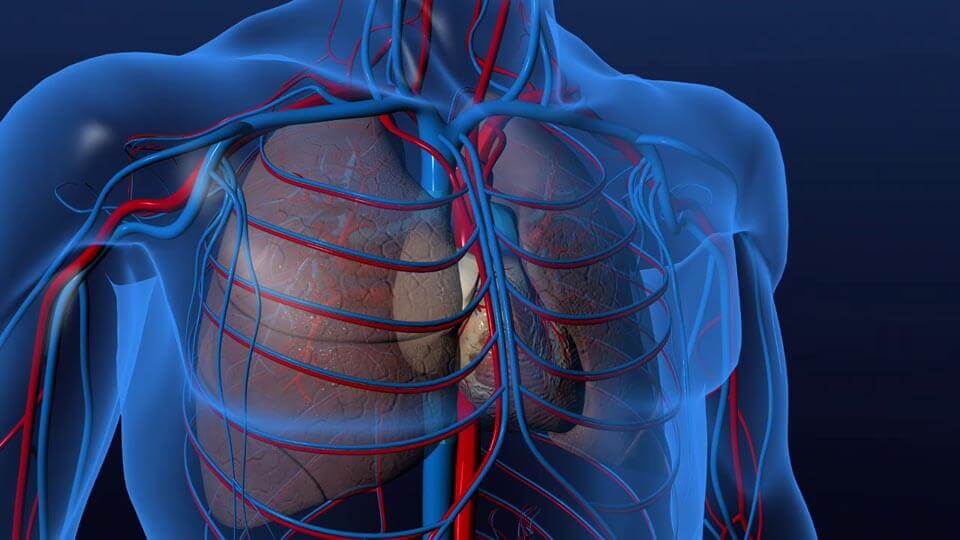 Une image 3D du cœur et des poumons d'un humain