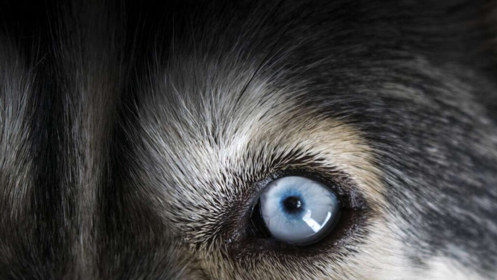 Eyes showing the vision of dogs