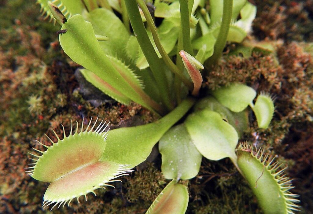 Dionaea Muscipula, une plante carnivore géante