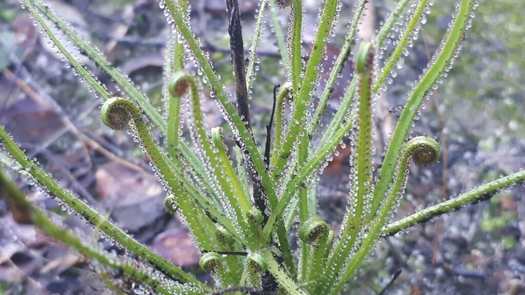 Drosophyllum lucitanicum, une des plus grandes plantes carnivores