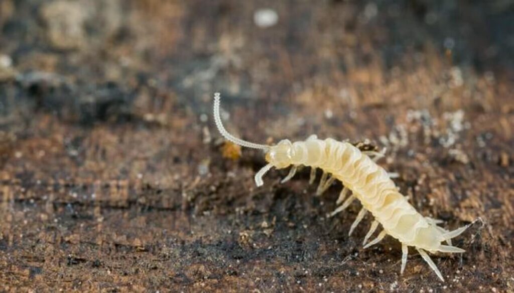 A centipede, a species of symphyle