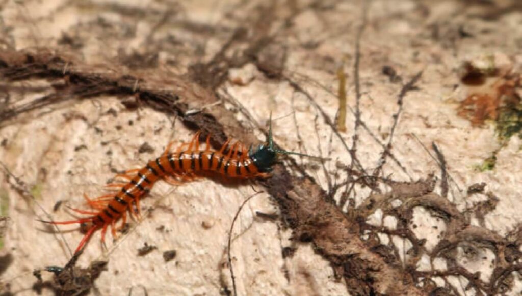 A centipede, a species of centipede