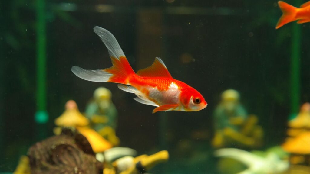 poissons rouges trucs à savoir (3)