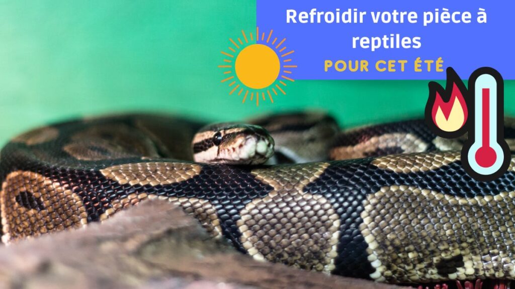 refroidir piece à reptiles serpents terrariophilie ete astuces