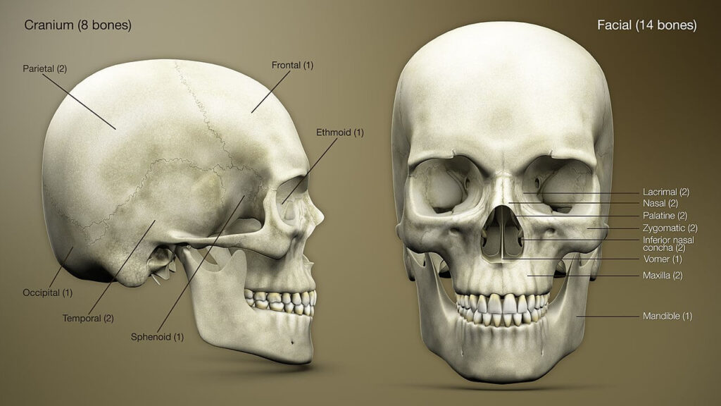 Le crâne et son nombre d'os