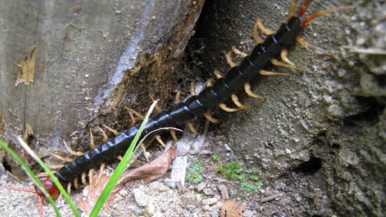 Scolopendre 5 Raisons D avoir Peur Des Mille pattes G ants scolopendre-5-raisons-d-avoir-peur-des-mille-pattes-g-ants