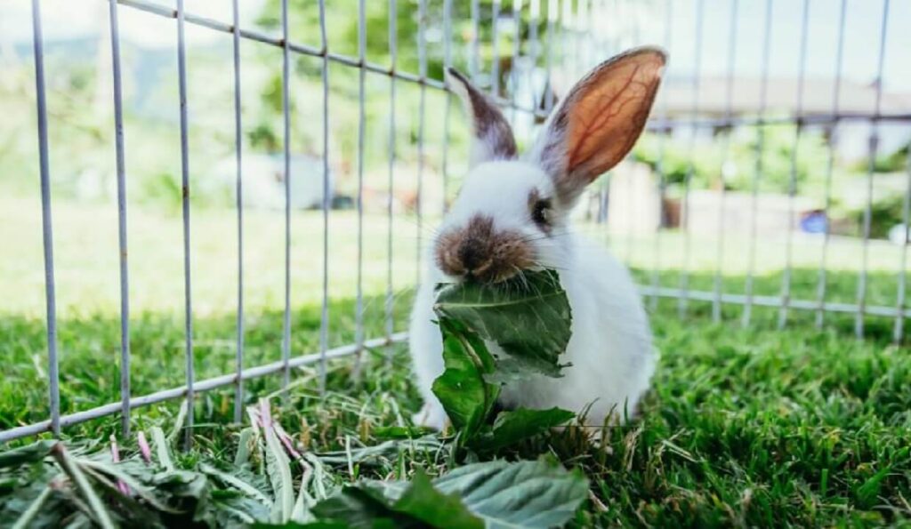 Un lapin en train de manger
