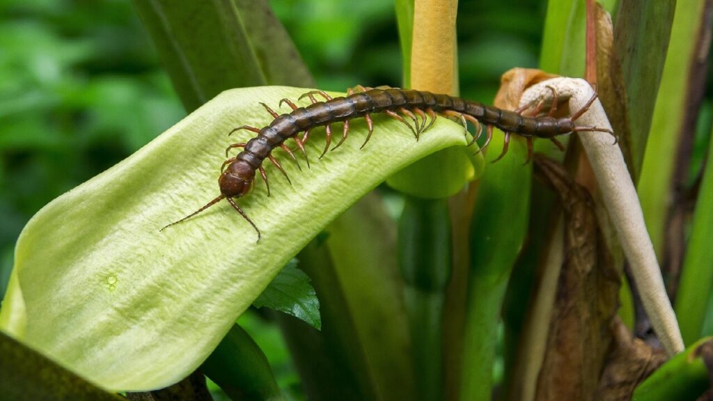 Quels sont les symptômes d'une piqûre de scolopendre ?