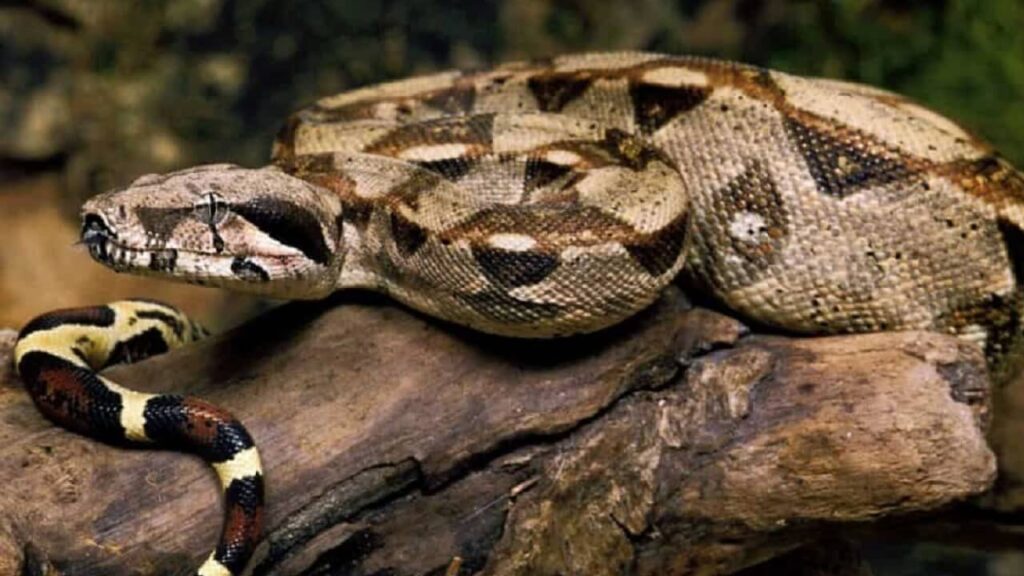 Boa constrictor, Anaconda vert, l'un des plus grands serpents au monde