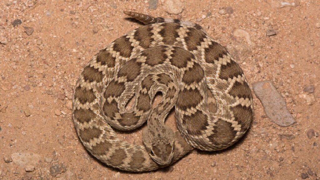 Le Crotale Mojave, un serpent très dangereux