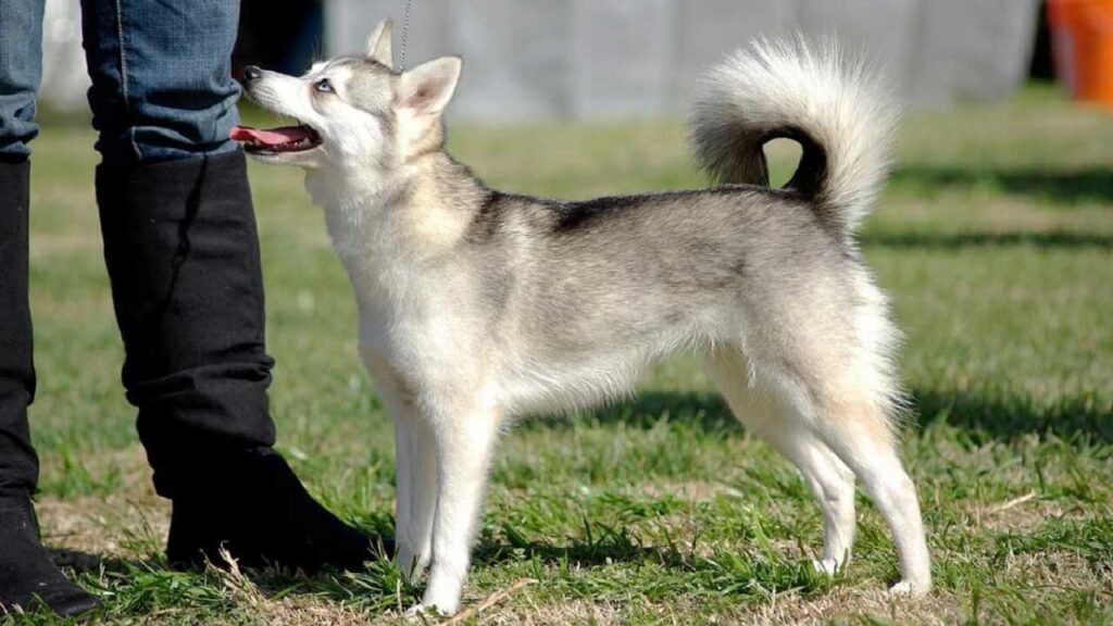 Alaskan Klee Ka, une race de petit chien affectueux