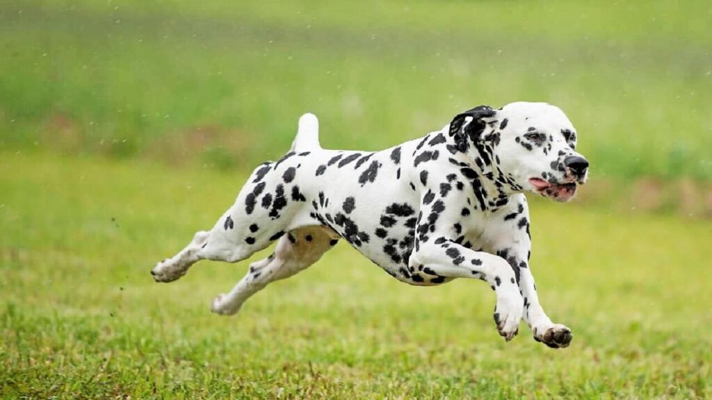 Le Dalmatien, une race de chien affectueuse