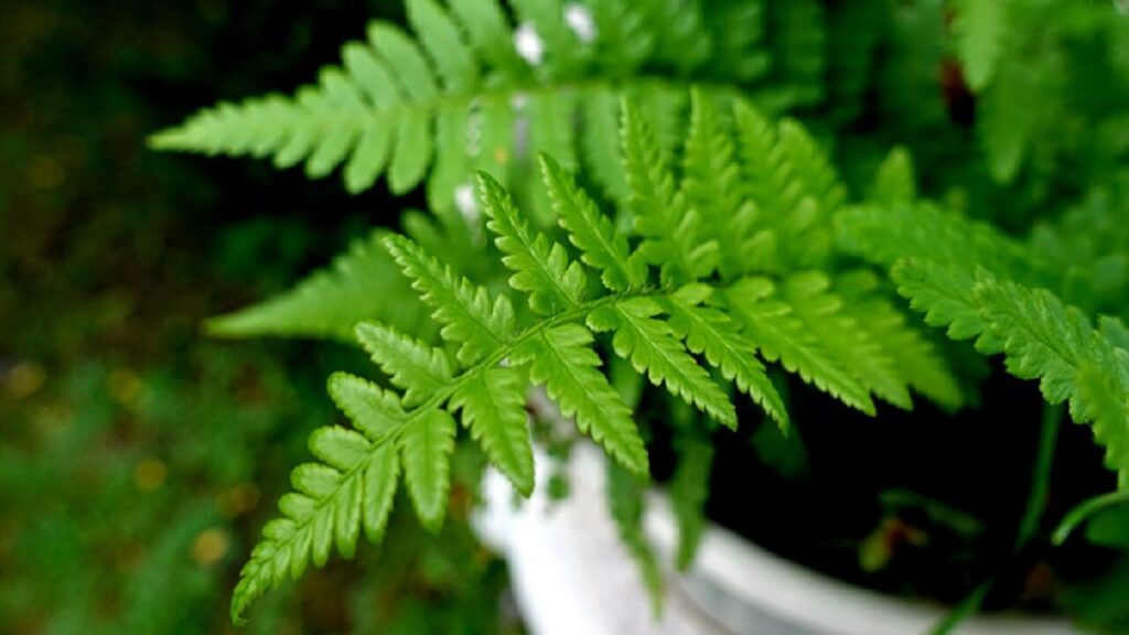 Ferns, plants that don't like coffee grinders