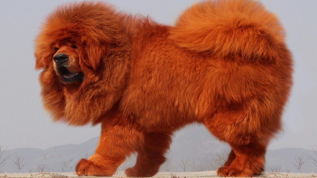Le Mastiff tibétain, une race de chien dangereuse