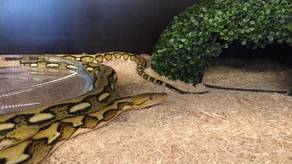 Python réticulé, Anaconda vert, l'un des plus grands serpents au monde