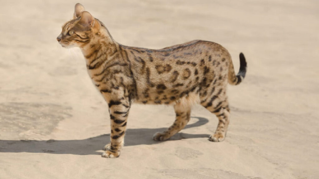 Savannah, a cat breed