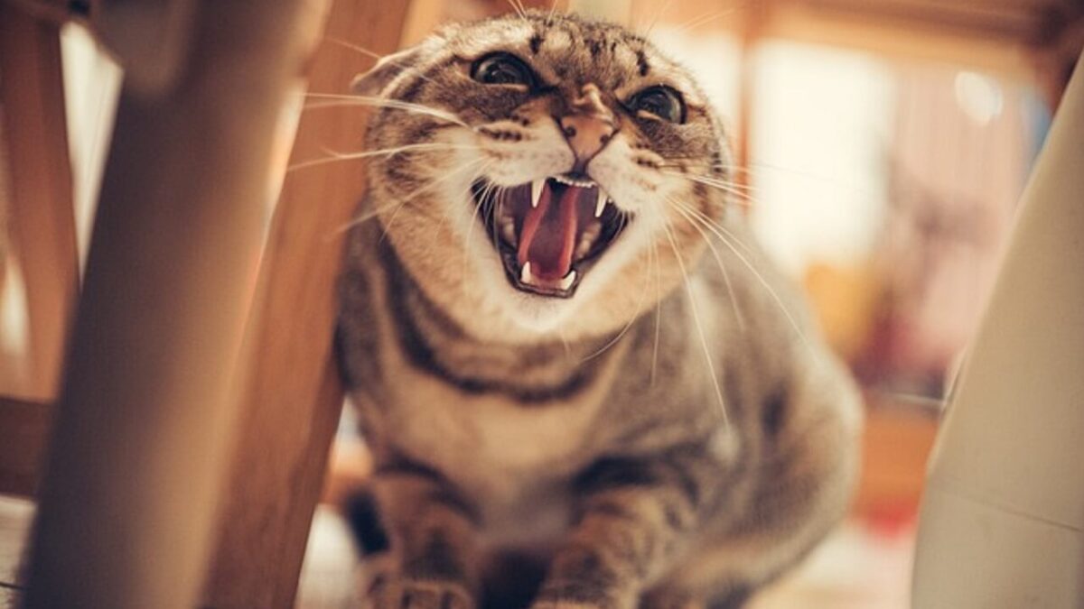 Comment rassurer un chat qui a peur ? 5 choses à faire