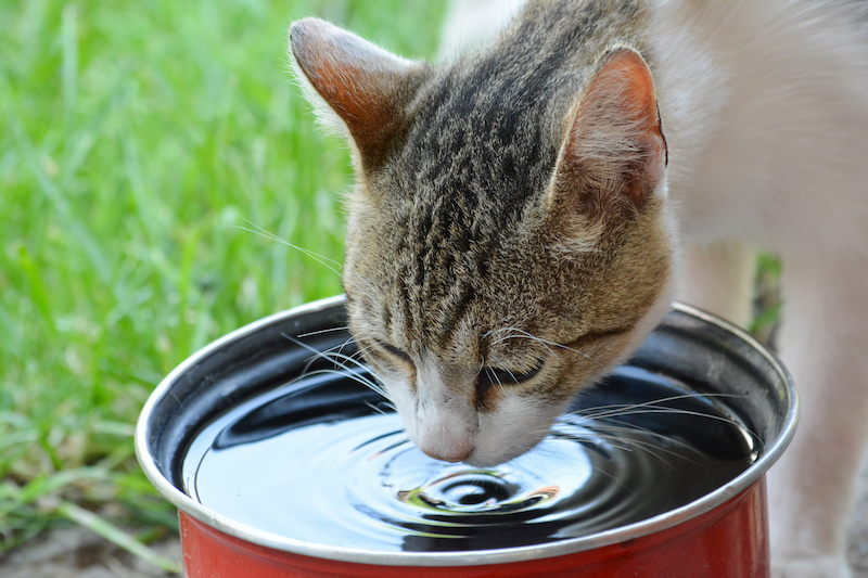 Un chat buvant de l'eau