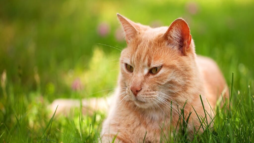 Un chat se reposant dans un jardin