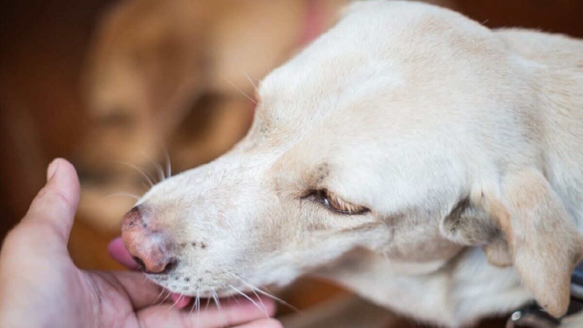 Pourquoi mon chien me lèche tout le temps