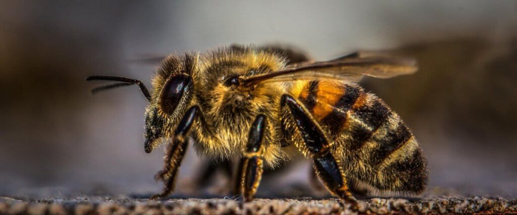 L'abeille tueuse, un insecte extrêmement dangereux